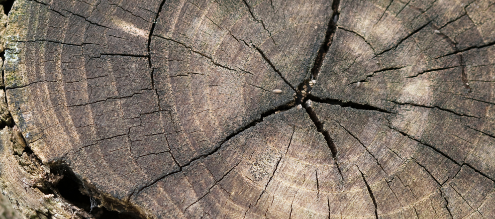 Wood with bark pockets- Asian Paints