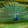 Peacock Wallpaper - Asian Paints